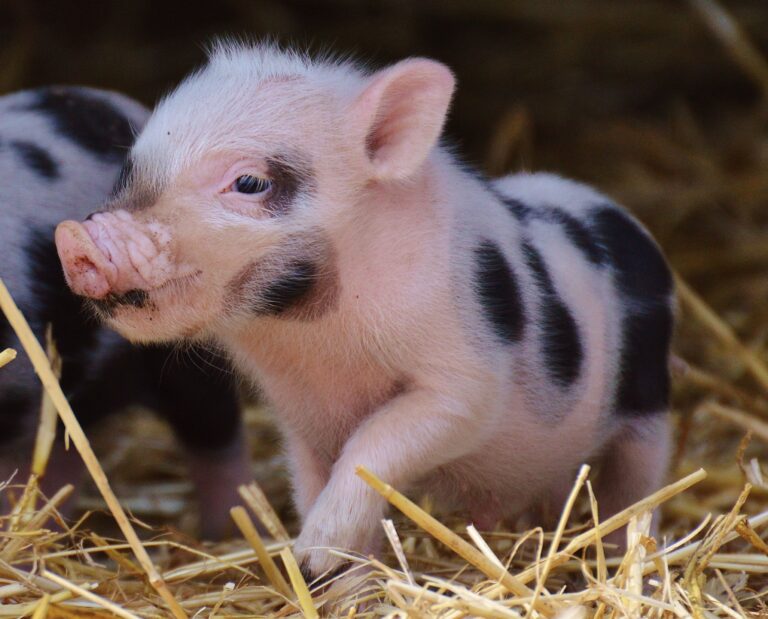 tiny pig